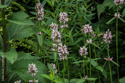 close up of the blossoming andorns in the city garden in summer photo