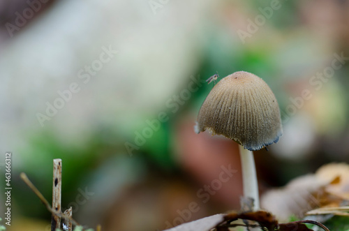 Mushroom Coprinus in close view
