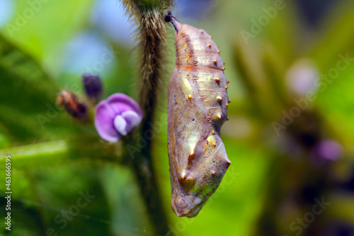 Pupa of painted lady (Vanessa cardui) on soybean plant. It is migrating butterfly species whose larvae can damage many types of crops.