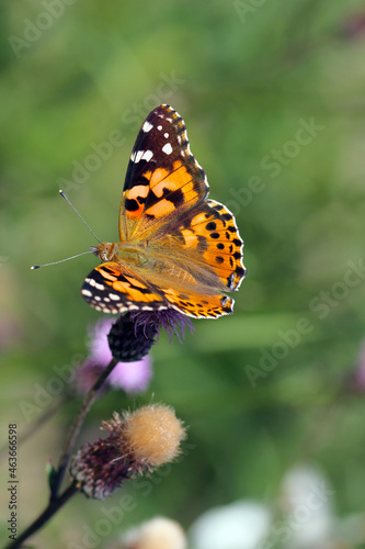 Painted lady (Vanessa cardui). It is migrating butterfly species whose larvae can damage many types of crops. © Tomasz