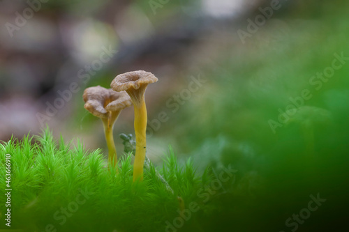 Mushroom Craterellus tubaeformis in close view photo