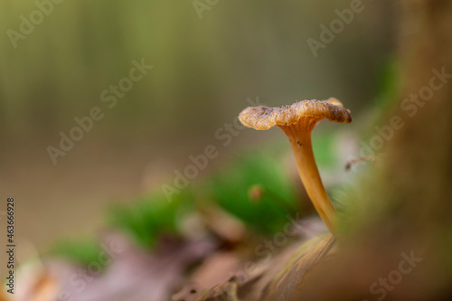 Mushroom Craterellus tubaeformis in close view photo