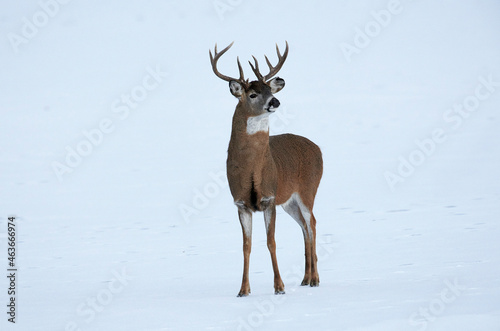 White-tailed deer (Odocoileus virginianus) stag crosses a frozen lake, Calgary, Alberta, Canada