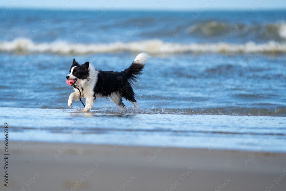 Border collie dog running in the blue water and enjoying the sun at the sand beach. Dog having fun at sea in summer.	
