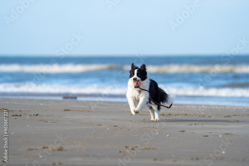 Border collie dog running in the blue water and enjoying the sun at the sand beach. Dog having fun at sea in summer. 