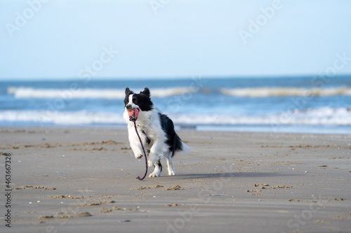 Border collie dog running in the blue water and enjoying the sun at the sand beach. Dog having fun at sea in summer. 