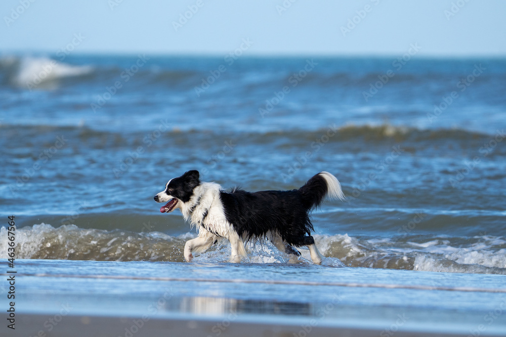 Border collie dog running in the blue water and enjoying the sun at the sand beach. Dog having fun at sea in summer.
Border collie dog running in the blue water and enjoying the sun at the sand beach. Dog having fun at sea in summer.