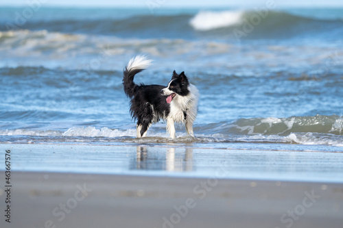Dog at the beach. Border collie dog running in the blue water and enjoying the sun at the sand beach. Dog having fun at sea in summer. 
