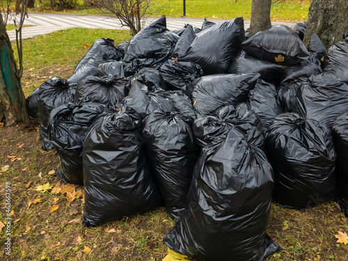 Lots of black plastic bags filled with fallen leaves. Moscow, Russia