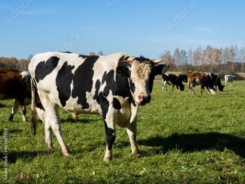 Herd of cows graze in the autumn green field
