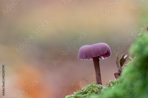 Deceiver Mushroom Laccaria amethystina in close view