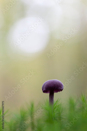 Deceiver Mushroom Laccaria amethystina in close view photo