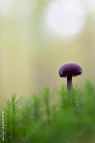 Deceiver Mushroom Laccaria amethystina in close view photo