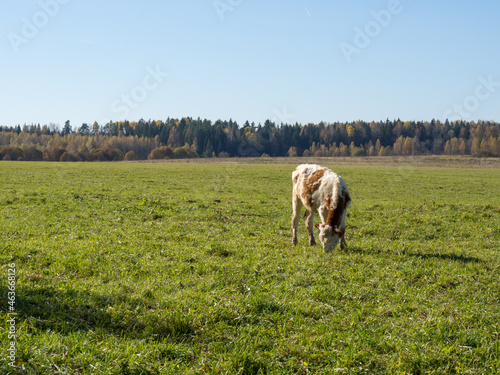 Herd of cows graze in the autumn green field