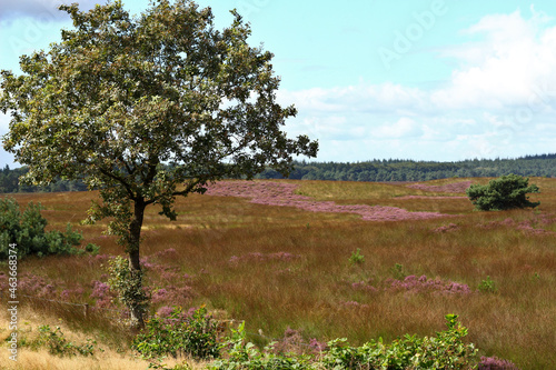 Quadro su tela Heather field with flowering heather plants in nature area the Veluwe in the Net