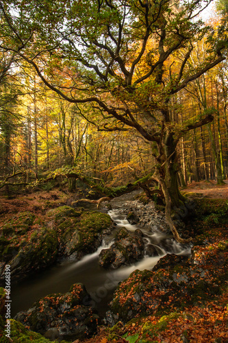 Autumn in the forest with river