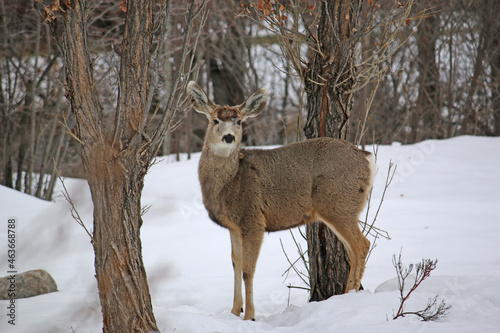 Mule deer in winter 