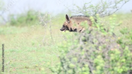 Striped hyenas after breakfast returning to his Den. Striped Hyenas have excellent senses of vision, hearing and smell. They are usually silent but will vocalize if excited or threatened. photo