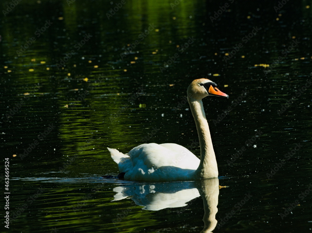 Fototapeta premium Mute swan (Cygnus olor) white swan swimming in a pond