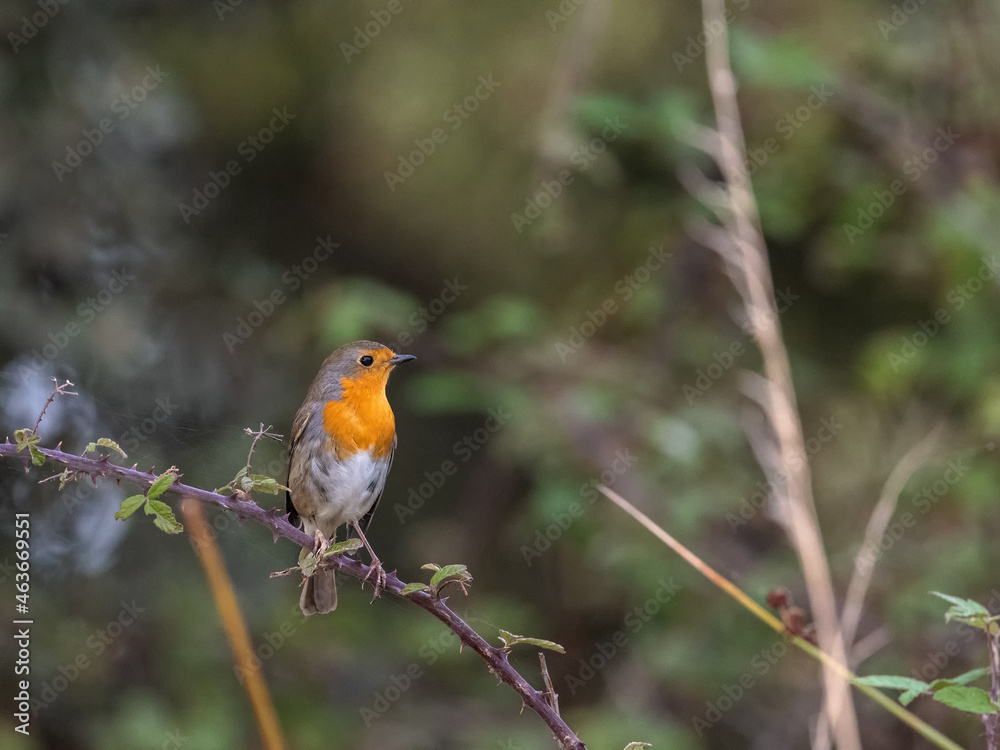 European Robin in their natural environment.