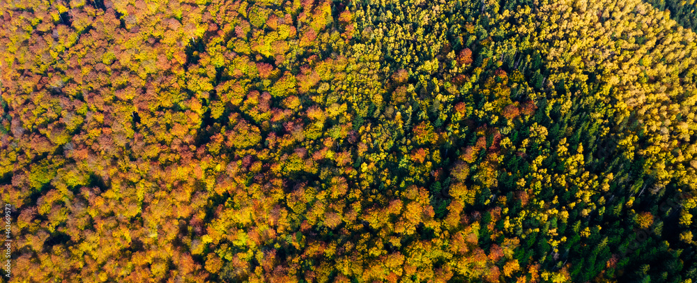 Top down aerial view of carpathian mountains covered with trees colored into fall colors The gorgeous warm colors of fall foliage Top down aerial view of carpathian mountains covered with trees colored into fall colors The gorgeous warm colors of fall foliage
