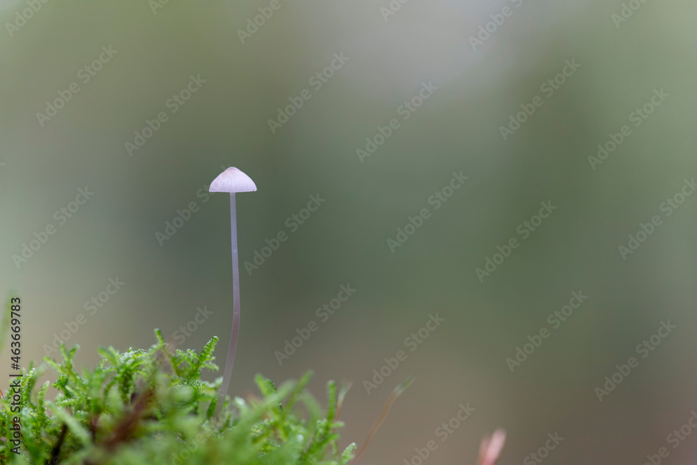Mycena growing on a fallen oak branch or on the soil Mycena growing on a fallen oak branch or on the soil