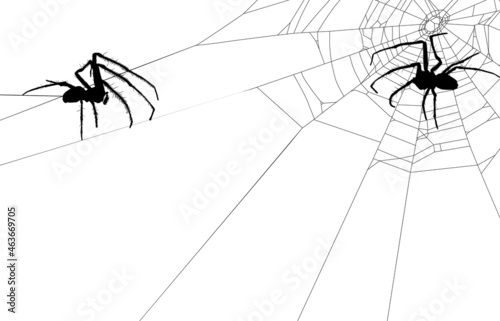 black two isolated old spiders in web illustration