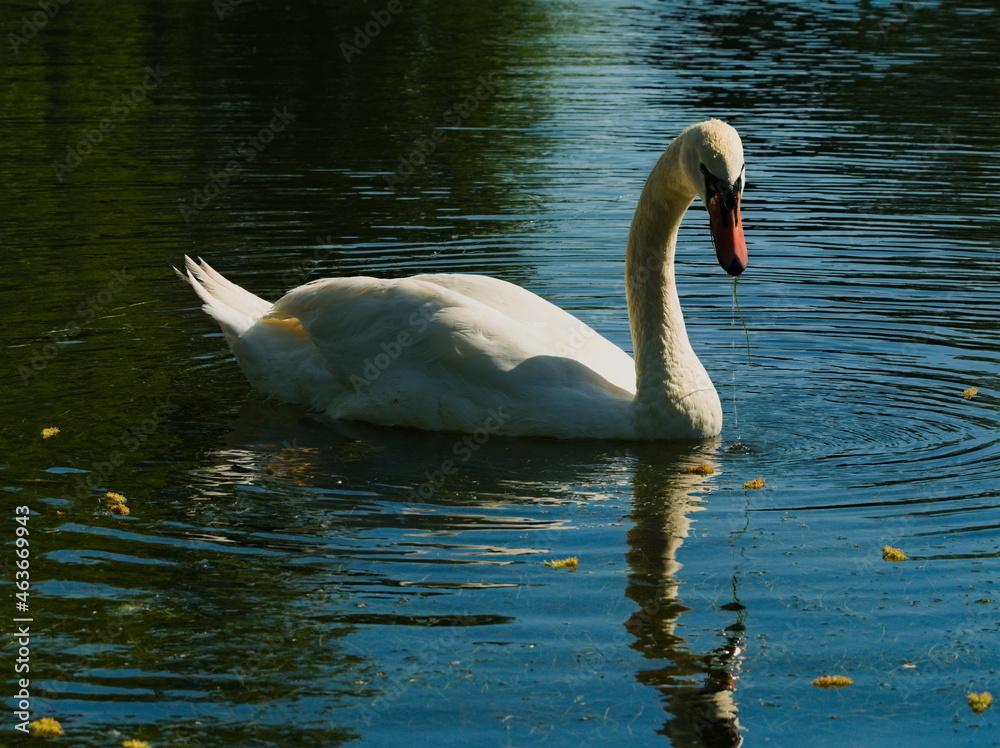 Obraz premium Mute swan (Cygnus olor) white swan swimming in a pond