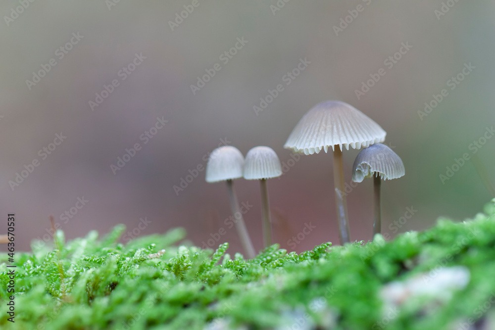 Mycena growing on a fallen oak branch or on the soil Mycena growing on a fallen oak branch or on the soil