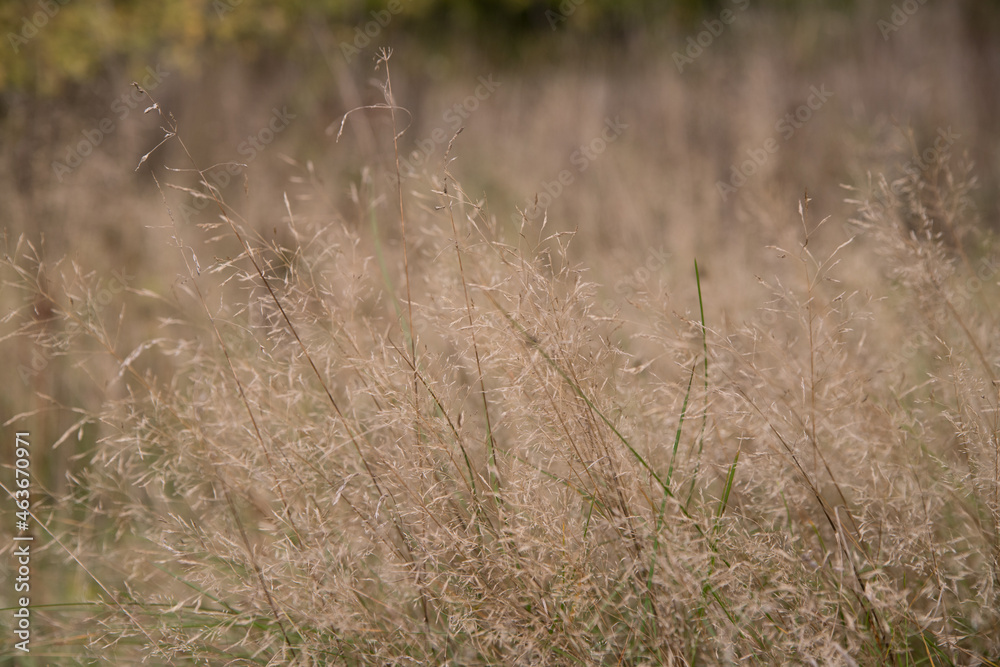 Grass in the autumn field Grass in the autumn field
