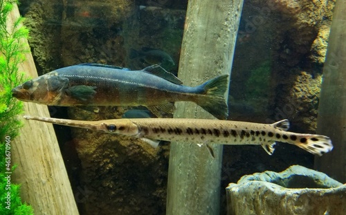 Alligator gar fish swimming next to a smallmouth bass photo