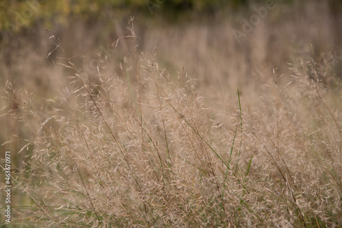 Grass in the autumn field