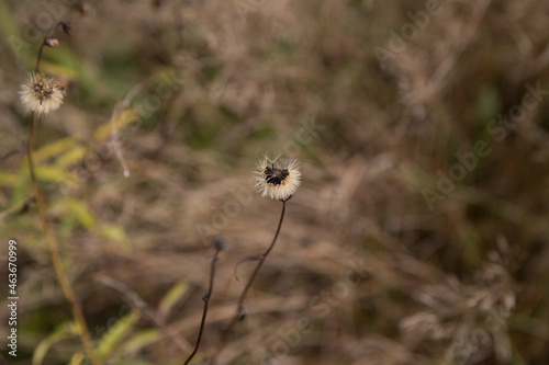Dry plant in the autumn field © PAULINA