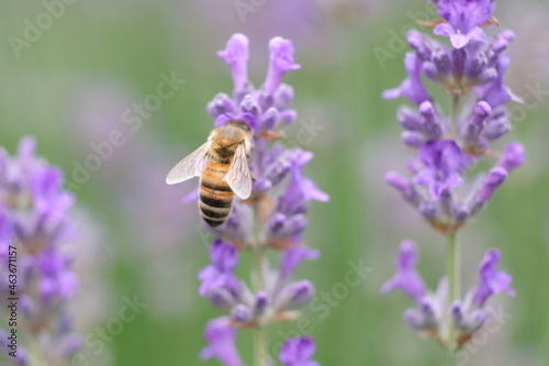 FU 2020-06-11 Bonn 1075 Auf der lila Lavendelblüte ist eine Biene © Sabine