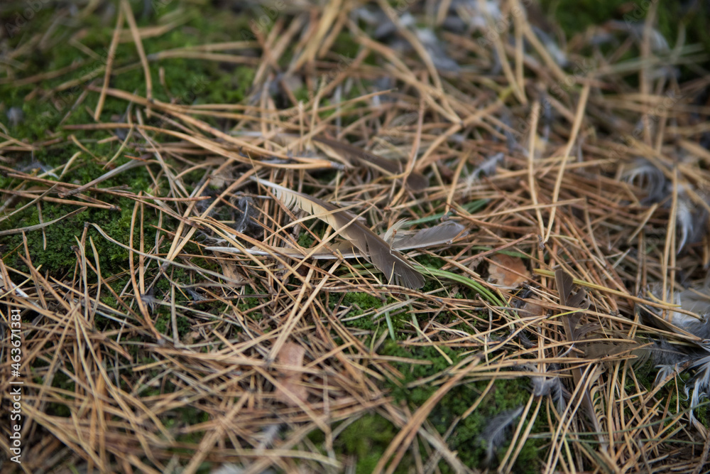 Feathers on the forest litter Feathers on the forest litter