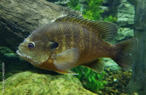 Photography Closeup of a bluegill inside an aquarium