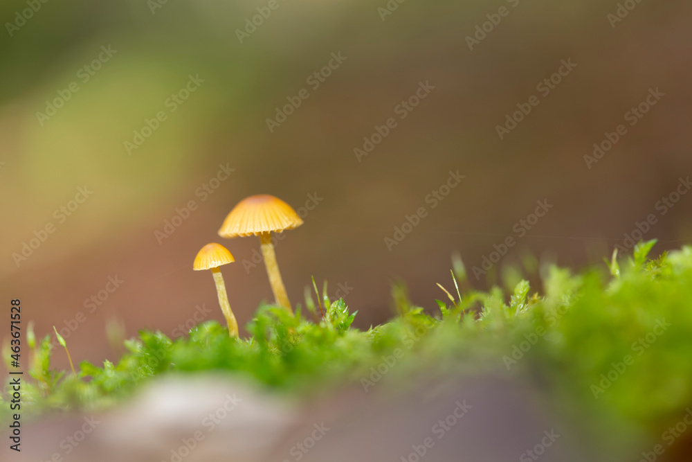 Mycena growing on a fallen oak branch or on the soil
