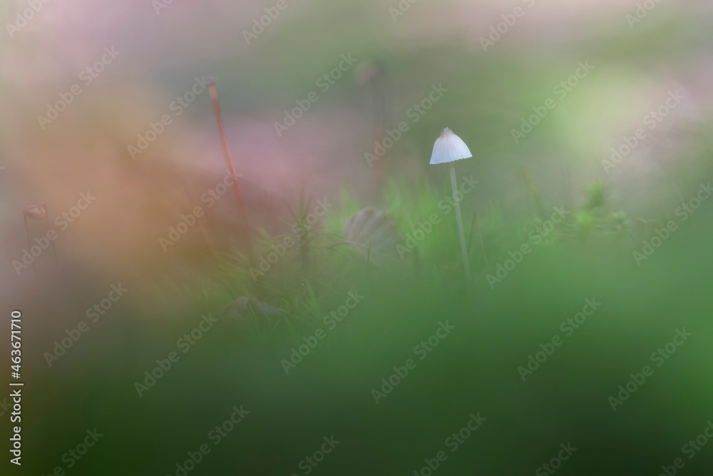 Mycena growing on a fallen oak branch or on the soil Mycena growing on a fallen oak branch or on the soil