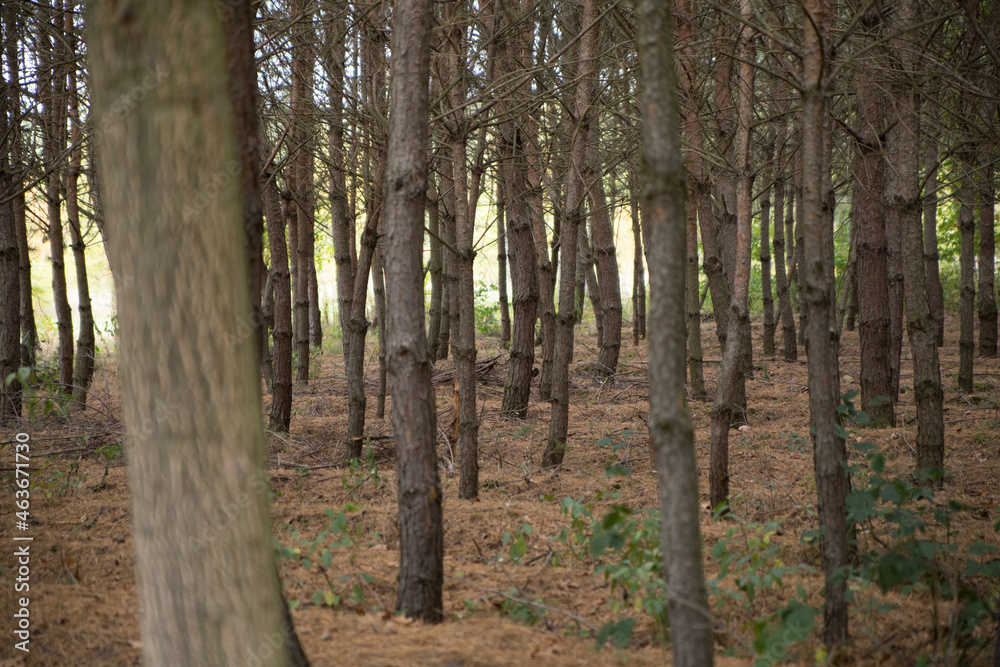 Fototapeta premium Trees in the autumn forest