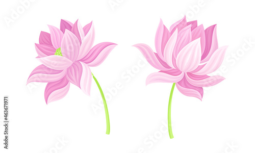 Set of pink lotus flowers. Beautiful flower  symbol of oriental practices  yoga  wellness industry  ayurveda products vector illustration