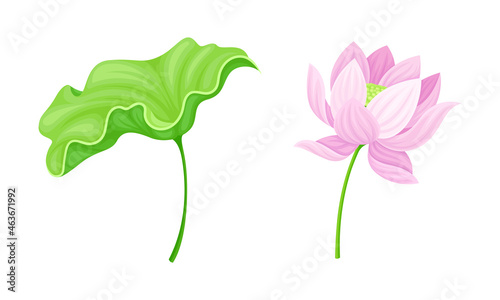 Pink lotus flower and leaf set. Beautiful plant  symbol of oriental practices  yoga  wellness industry  ayurveda products vector illustration