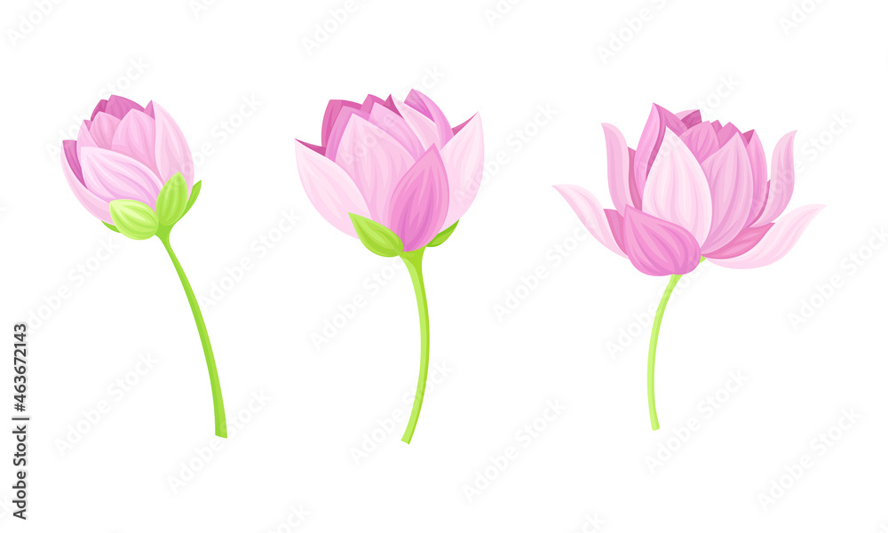 Set of pink lotus flowers. Stages of bud opened. Beautiful flower, symbol of oriental practices, yoga, wellness industry, ayurveda products vector illustration