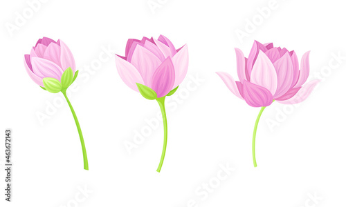 Set of pink lotus flowers. Stages of bud opened. Beautiful flower, symbol of oriental practices, yoga, wellness industry, ayurveda products vector illustration