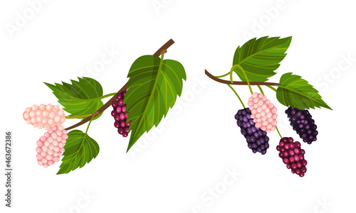 Grape bunches with leaves set. Fresh unripe grapes branches, wine ingredient, viticulture and agriculture organic product vector illustration