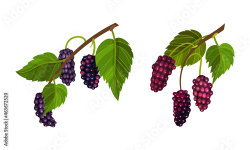 Purple grape bunches with leaves set. Fresh purple grapes decorative element vector illustration