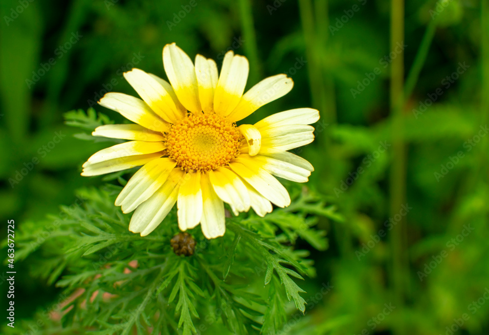 Natural plant background, Flowers, Plant, Amazing Colors, Natural plant background, Flowers, Plant, Amazing Colors,
