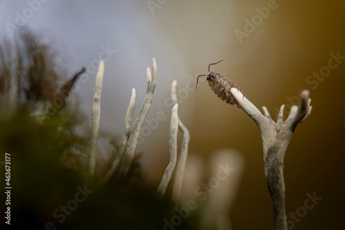 Special fungus Xylaria hypoxylon growing on decaying wood