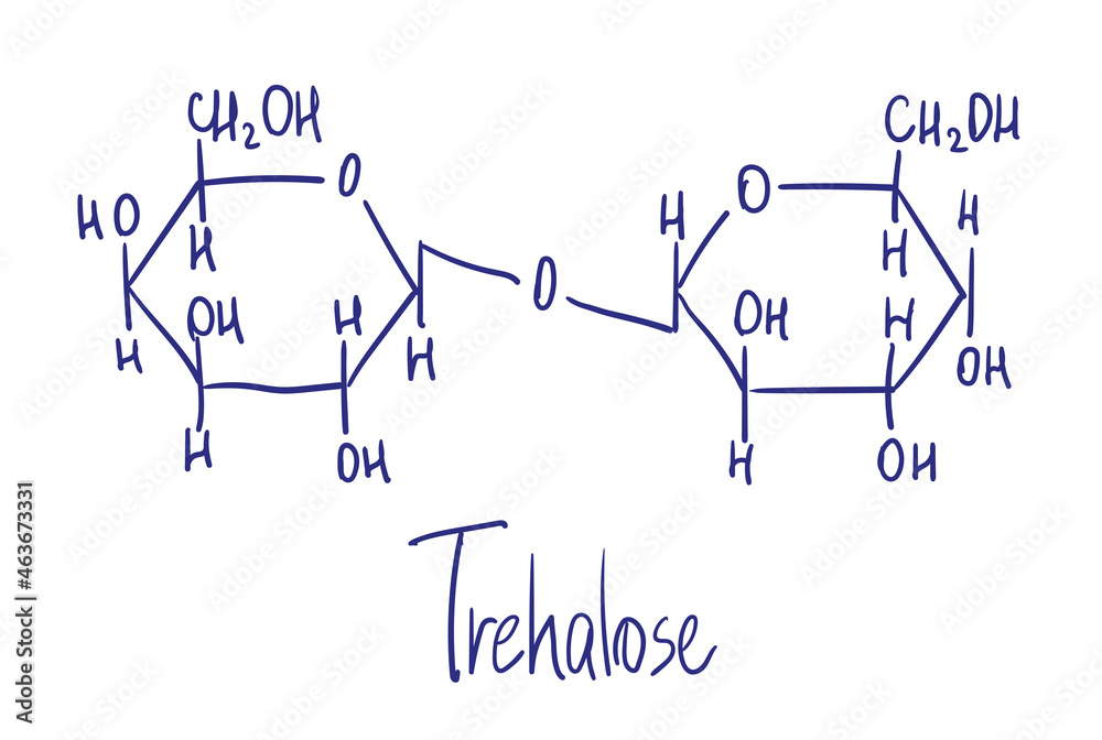 Trehalose. It is also known as mycose or tremalose. Chemical structure. Vector illustration Hand drawn Trehalose. It is also known as mycose or tremalose. Chemical structure. Vector illustration Hand drawn