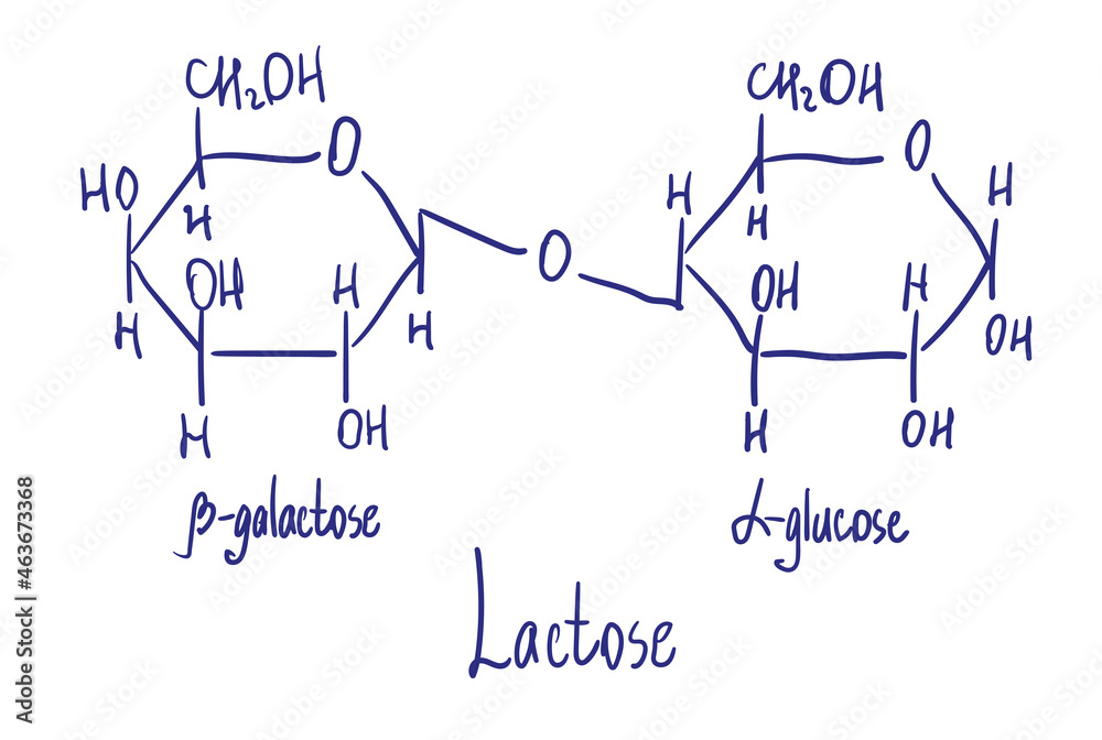 Lactose chemical structure. Vector illustration Hand drawn. Lactose chemical structure. Vector illustration Hand drawn.