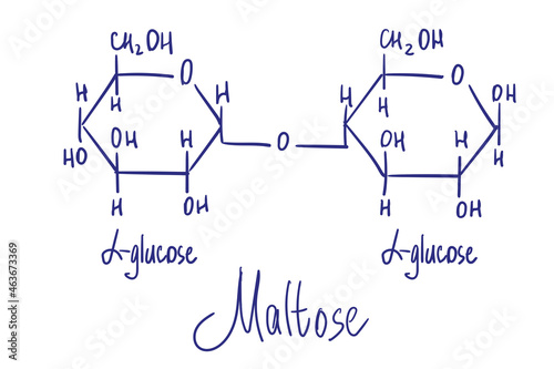 Maltose chemical structure. Vector illustration Hand drawn.